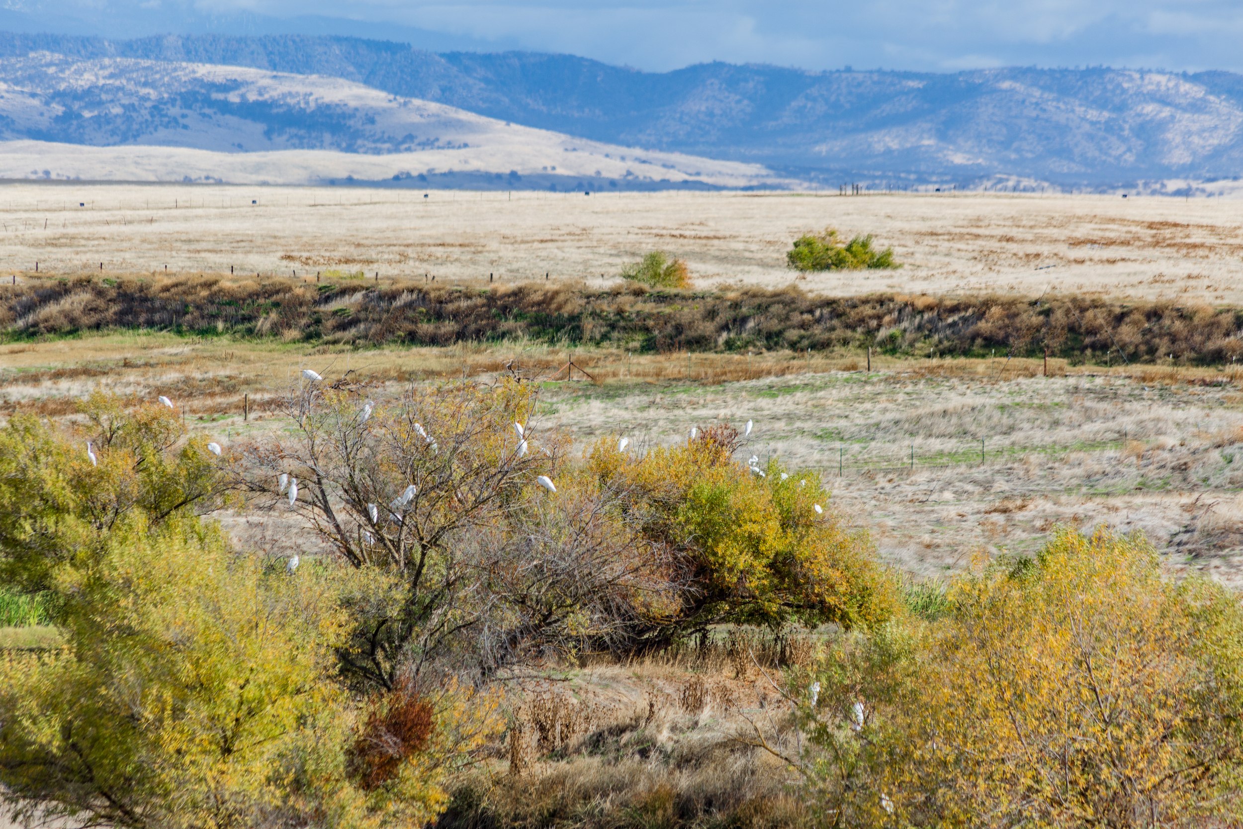 View of birds in tree