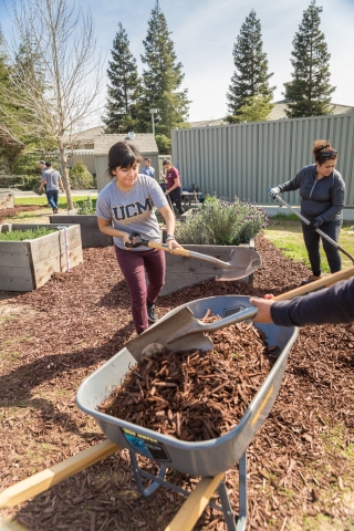 Students shoveling mulch into wheelbarrows