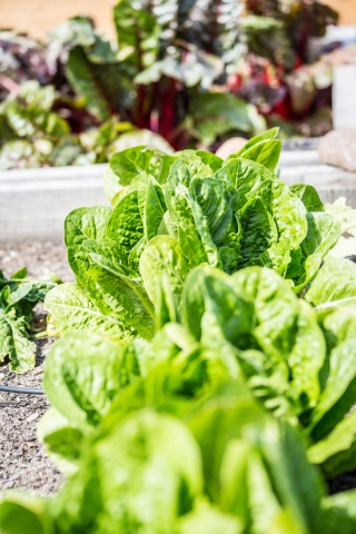 Close up of lettuce heads